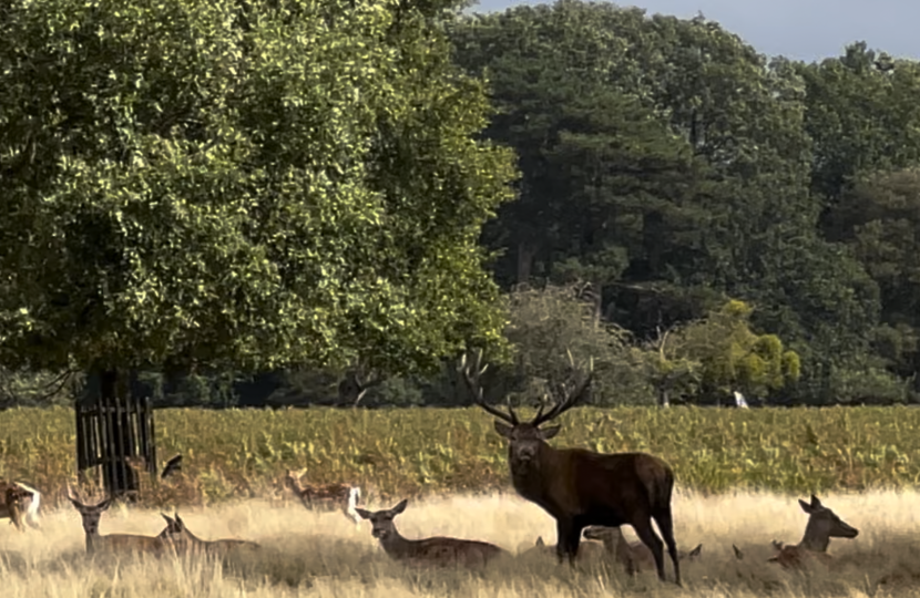 Deer in Bushy Park, Hampton