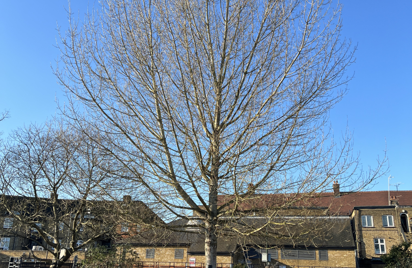 The Black Poplar Tree At Risk