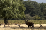 Deer in Bushy Park, Hampton