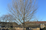 The Black Poplar Tree At Risk