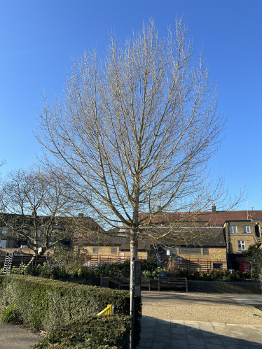 The Black Poplar Tree At Risk